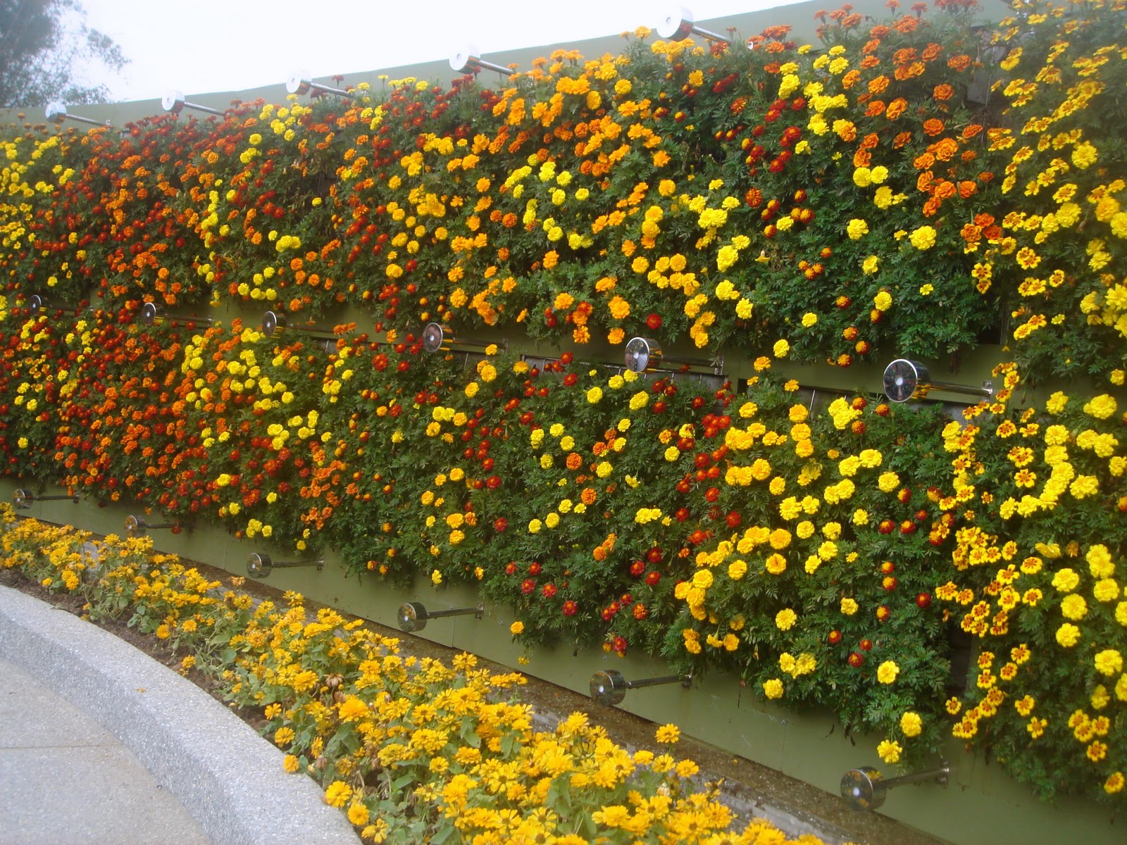 Souvenir Of Last Beautiful Day For >> Taipei Daily Photo: Flower Wall @ Flora Expo Souvenir Of Last Beautiful Day For >> Taipei Daily Photo: Flower Wall @ Flora Expo