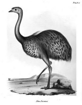 rhea darwinii or Patagonian ñandu rhea darwinii or Patagonian ñandu