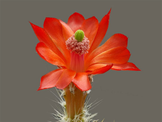  ورود جميلة , اجمل الورود, اروع التحف الفنية من الورود The+most+beautiful+cactus+flowers+%2816%29