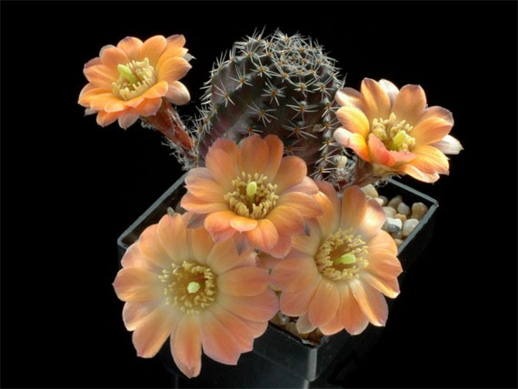 احدث صور للورودورود جميلة , اجمل الورود, اروع التحف الفنية من الورود  The+most+beautiful+cactus+flowers+%2812%29