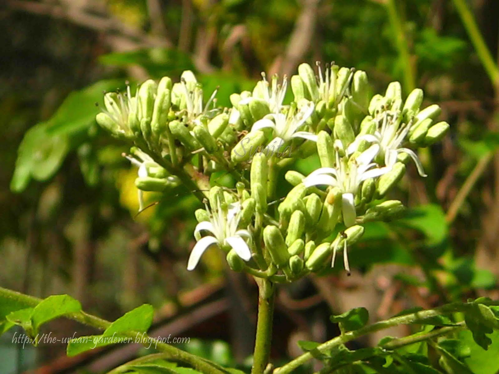 The Urban Gardener Summer sherbet Mumbai's flowering trees