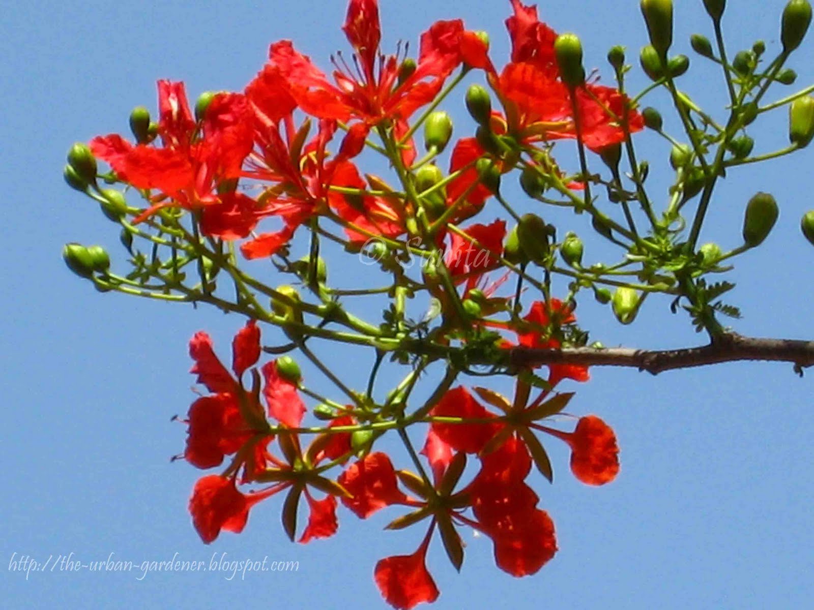 The Urban Gardener Summer sherbet Mumbai's flowering trees