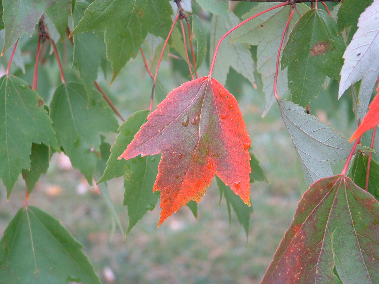 [Fall+Afternoon+012.jpg]