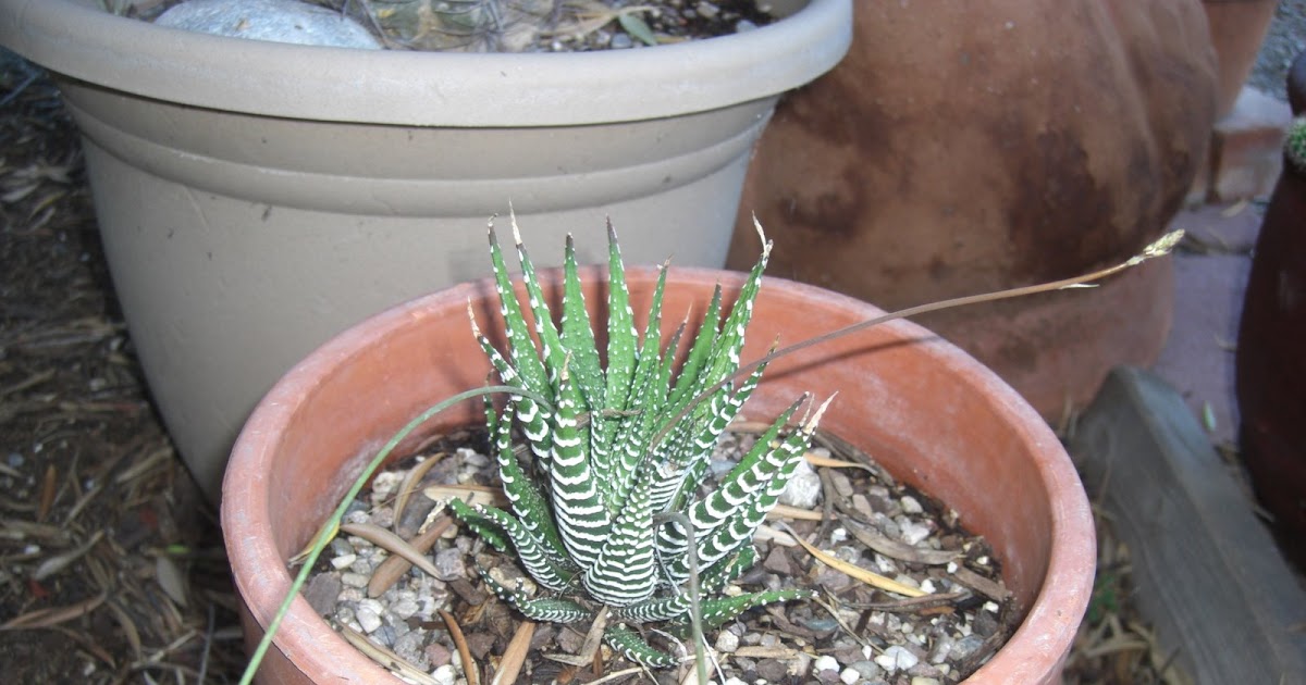 A Desert Observer Haworthia fasciata Baby