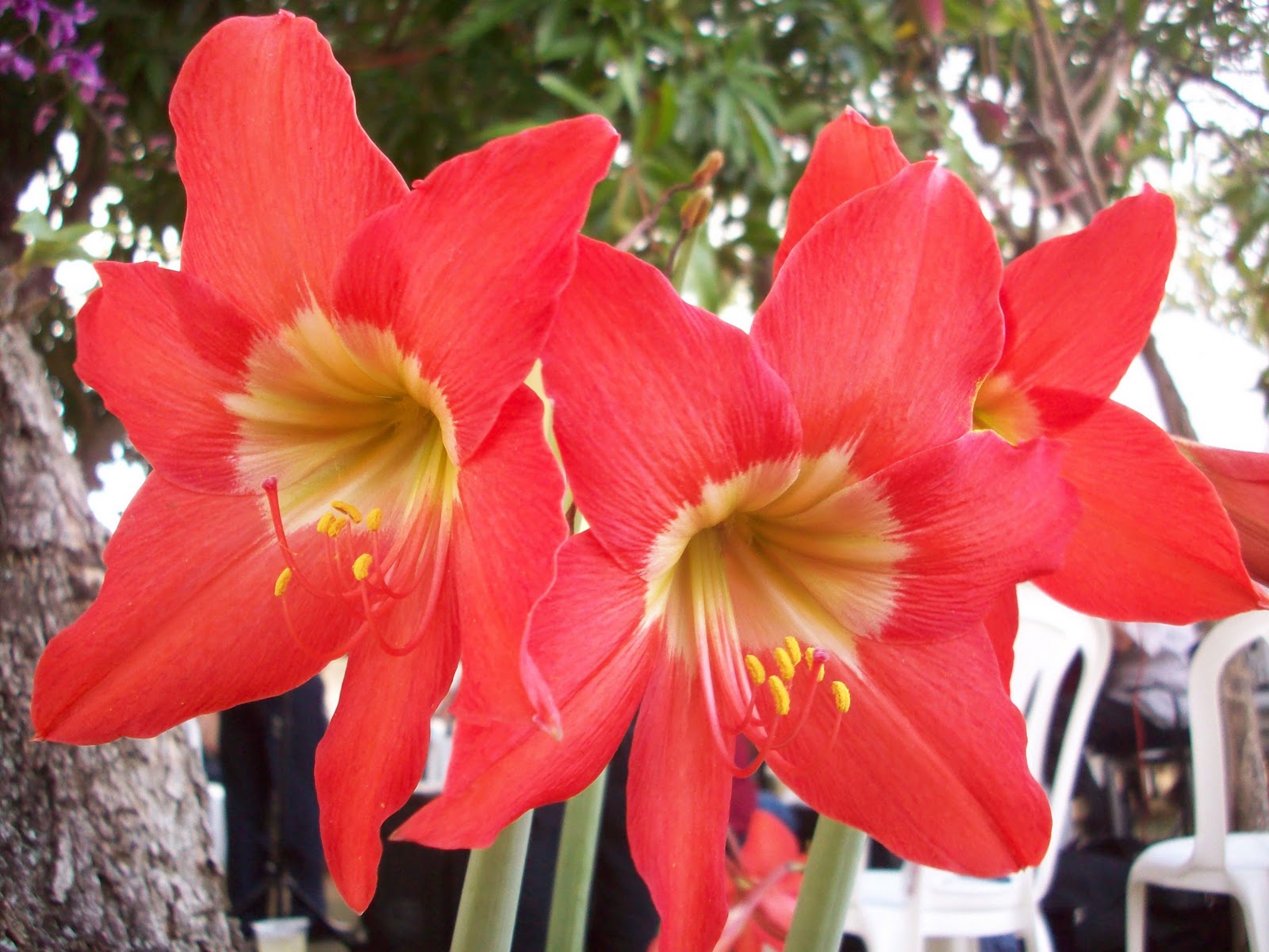 Foto Blog Puerto Rico: Lirio Rojo