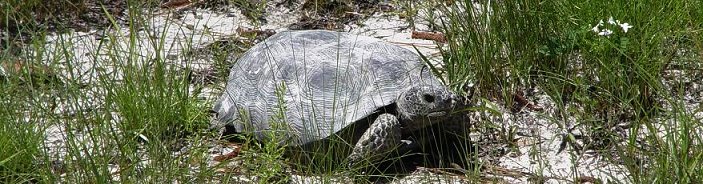 [tortoise_long_touched.bmp]