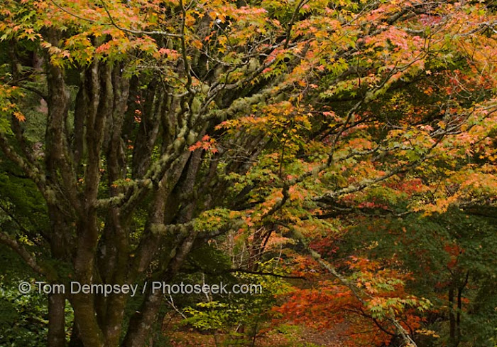 MAPLE TREE