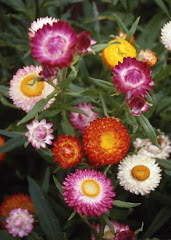 STRAWFLOWER