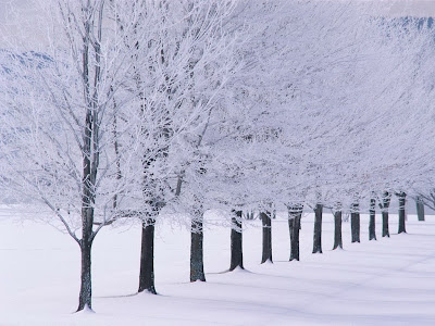 winter wallpaper