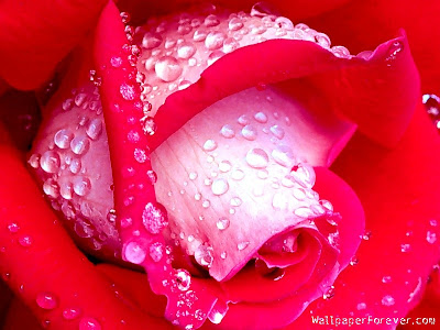 Wild rose Flowers Wallpaper Wild rose Flowers Wallpaper