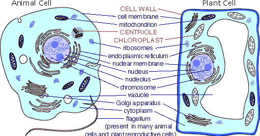 Cells of Living beings Characteristics of plant cells and animal cells
