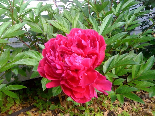 Peony