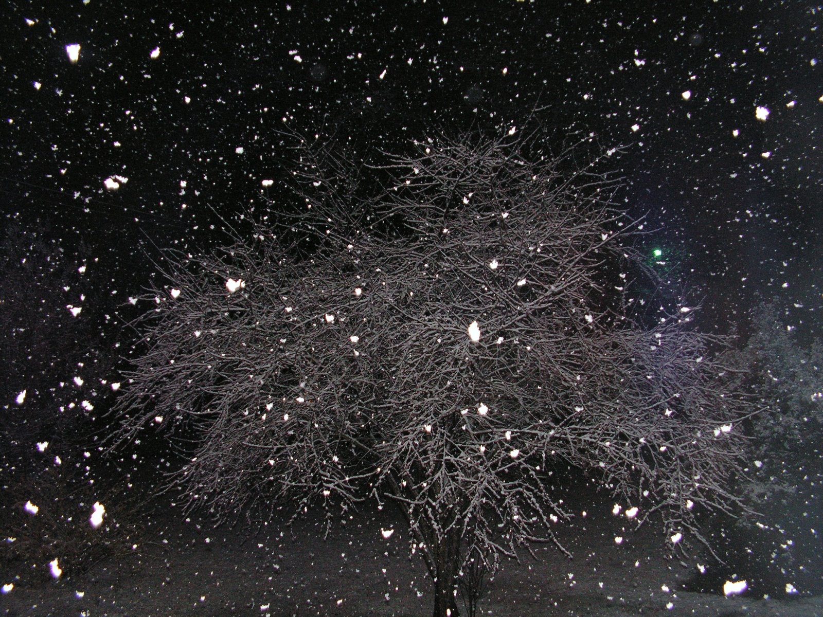 [cool+snowy+tree+at+night.JPG]