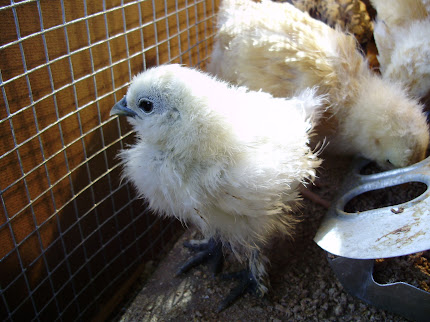 white silkie 24 days old