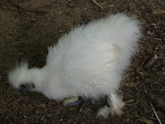 white silkie bantam