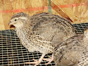 3 week old quail