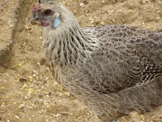 Mixed hen