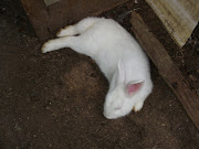 Tuckered out rabbit!!!