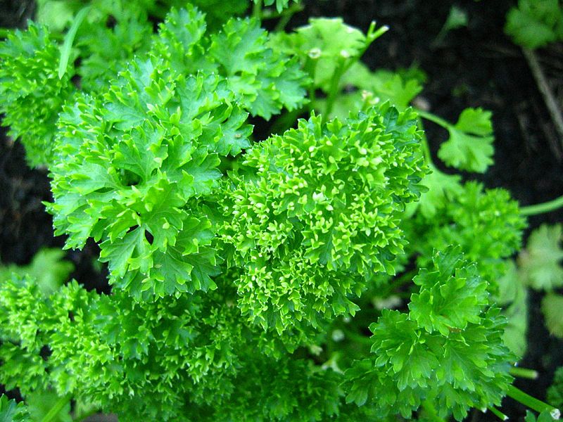 danau kasih parsley