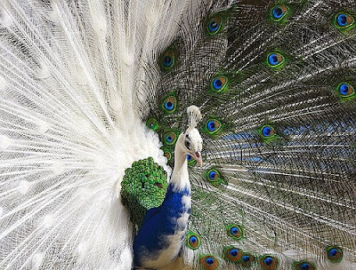peacock peacock