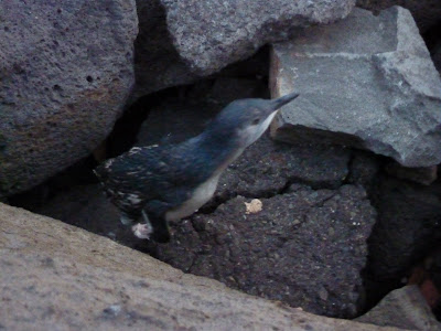 That Was Awesome: St. Kilda Pier & Fairy Penguins