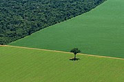 Campo de soja en la Amazonía