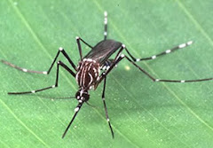 Aedes aegypti (http://bvsms.saude.gov.br/bvs/publicacoes/Pesquisa_Saude/)