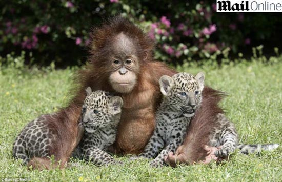 [leopardos_orangotango1.jpg]