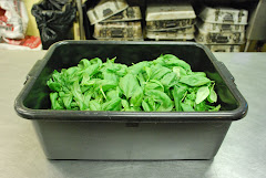 Basil Harvest