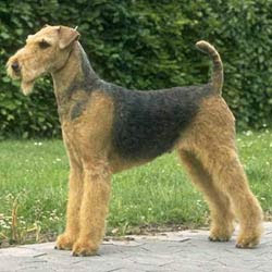 Airedale Cut