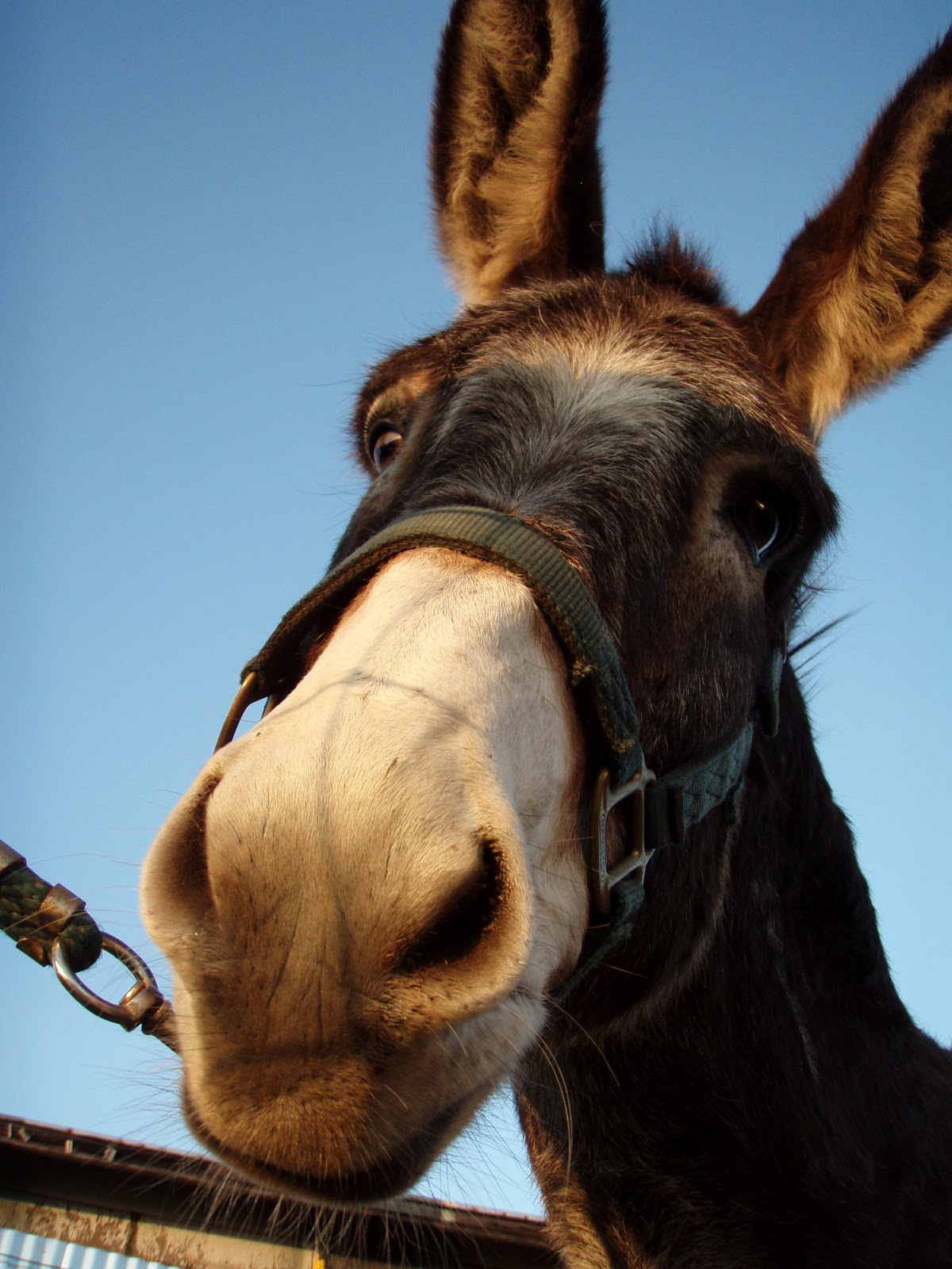 Daisy the Donkey Donkey Grooming