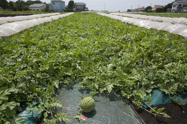 [Watermelon+field.jpg]