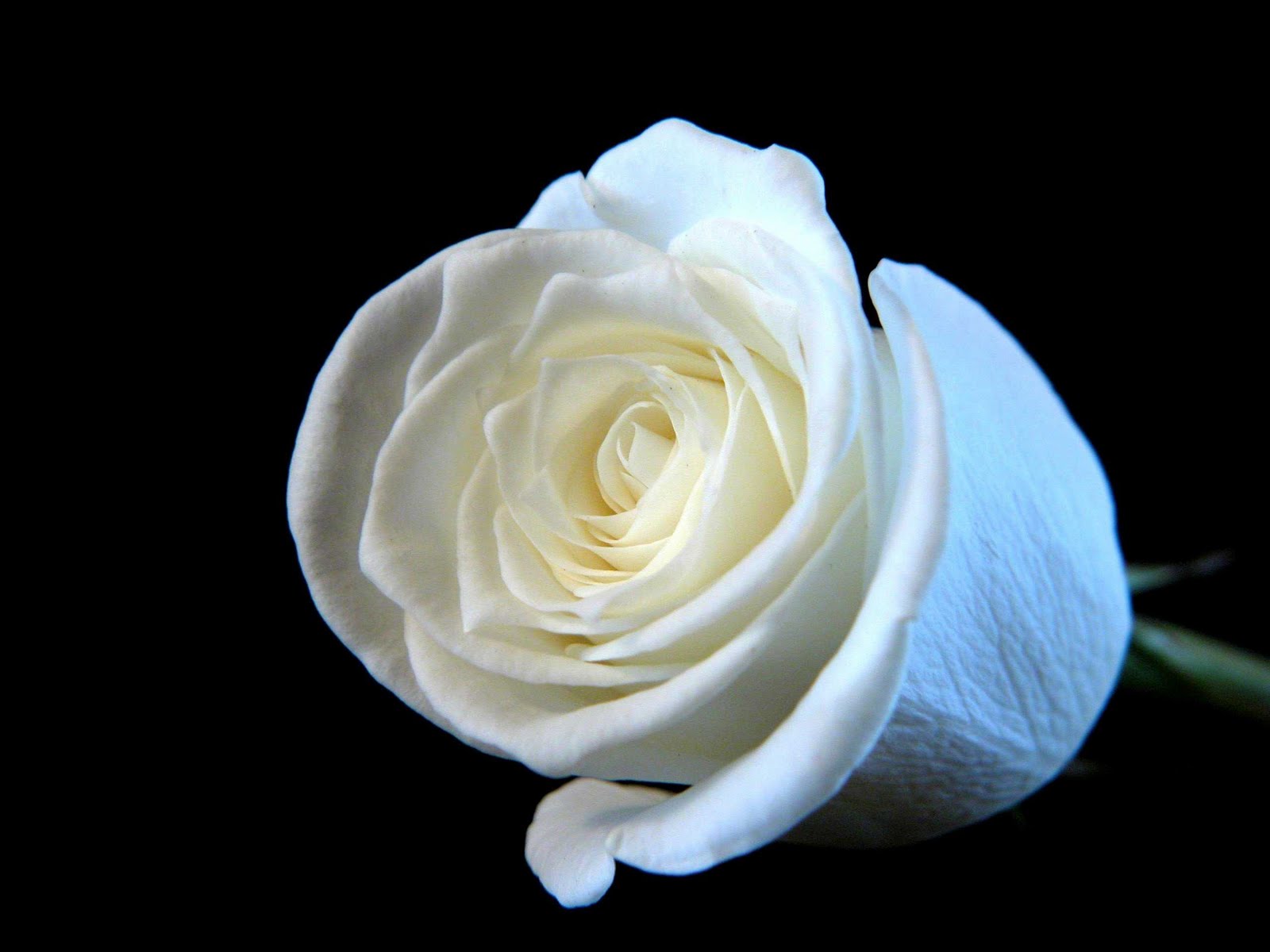 [white+rose.jpg]