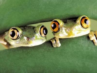 [frog.jpg]