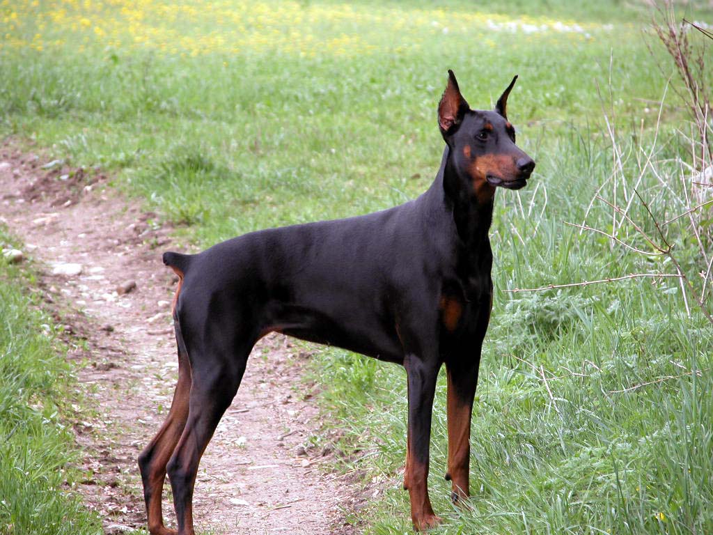 Sri Lankan Dog Lovers Picture Gallery 1