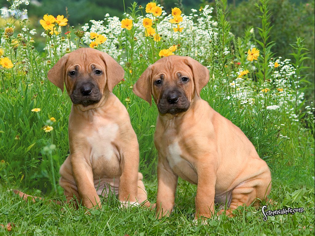 Sri Lankan Dog Lovers Picture Gallery 3