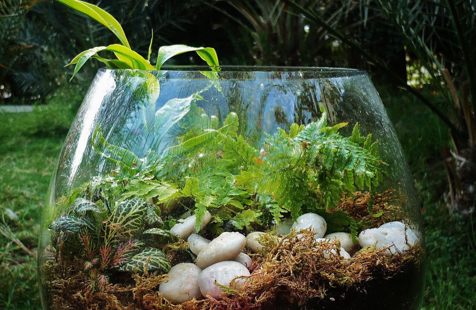 My dream forest Making a Terrarium with a Fish bowl