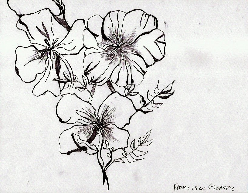 Contour Line Drawing Of Natural Forms : Rancho cielo sketchers weeks form contours and