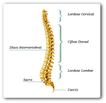Vista lateral da coluna vertebral: lordose cervical, cifose toracica, lordose lombar e cifose sacral http://2.bp.blogspot.com/_aCzFDkp_2E4/TH-_Wh_-V3I/AAAAAAAAADI/n4EWbb_QDrU/s1600/colunasagital.jpg