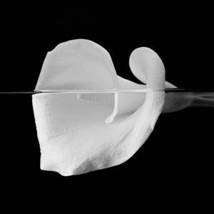 [Generales_ImgArticulo_T1_3177_2008229_182436.jpg]