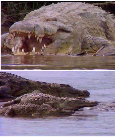 Gustave The Giant Crocodile 2012