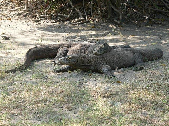 Animals World's: Le Dragon de Komodo