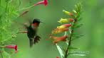 colibrí colibrí