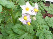 Potato Plant Blooms