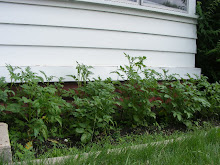 Potato Plants