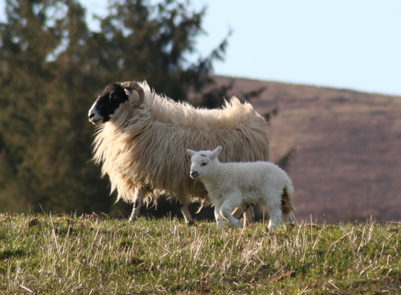 [lamb+and+mum.jpg]