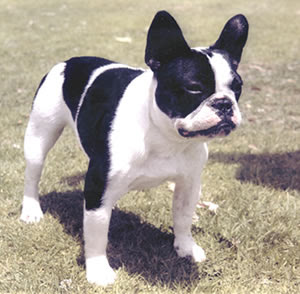 French Bulldogs Pics