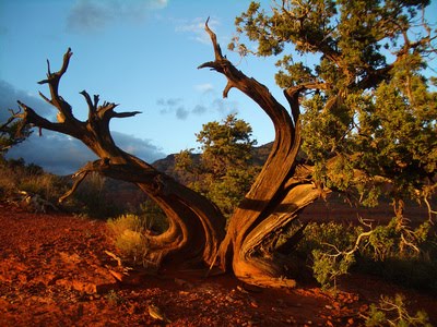 [Jordan%20Trail%20Tree.jpg]