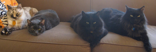Big Kitty Fun