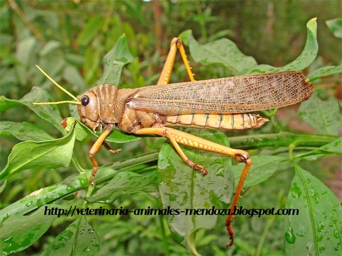 veterinaria animal Mendoza Langosta gigante o quebrachera Tropidacris collaris